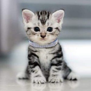 Blue Bling Breakaway Collar